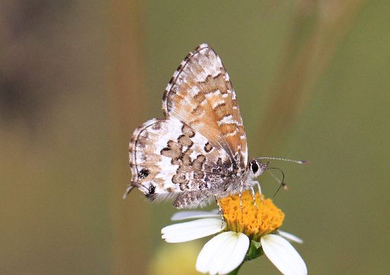 Uranothauma nubifer male 2 UNS